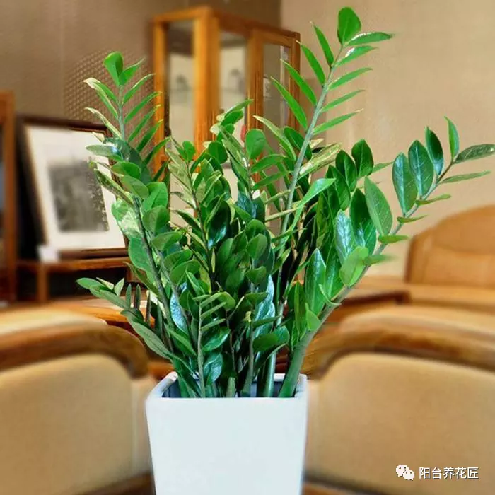 2、適合家中養的吉祥植物:室內適合養什麼植物的圖片和名字