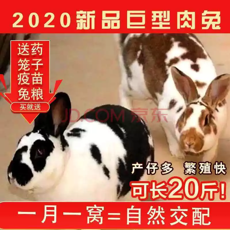 1、女兔婚配絕配女兔配男兔好嗎:男兔和女兔配嗎
