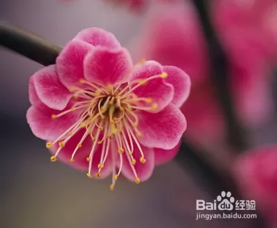 下半年桃花運最好的屬相：年桃花運遇到真愛生肖
