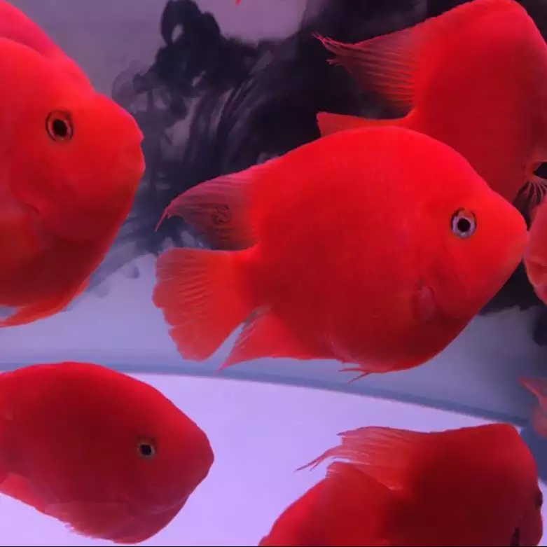 5、十大招財魚圖片:招財魚圖片