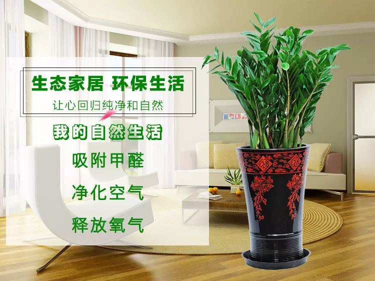 3、客廳十大招財植物:客廳放什麼植物旺財而且全家身體好