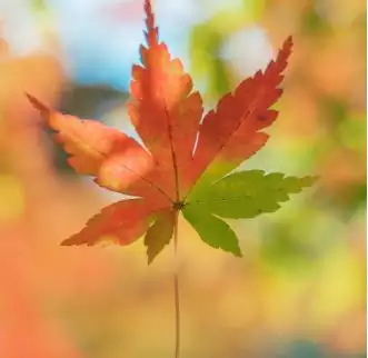 年最新款頭像霸氣：新年祝福語圖片