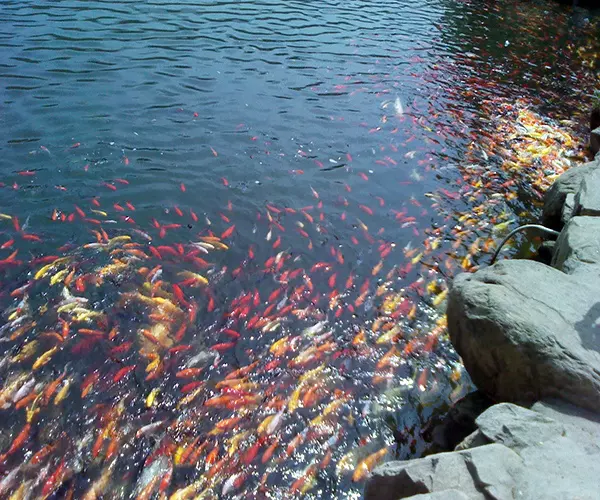 女性夢見好多魚在地上：女人夢見水裡好多魚