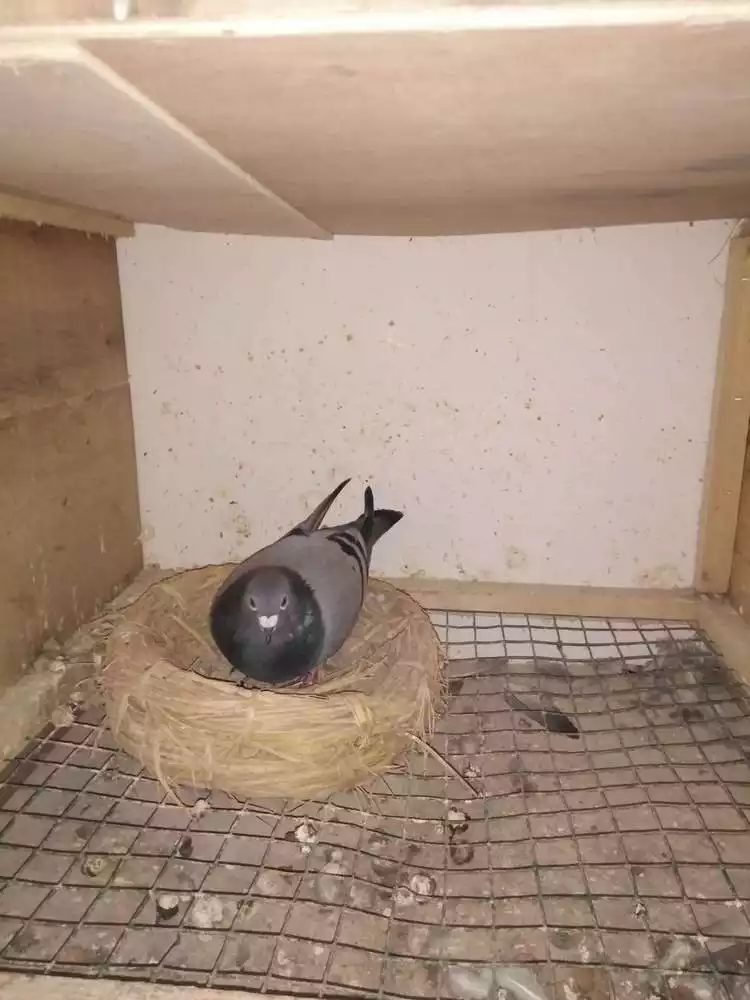 1、新手如何養鴿子:新手養鴿子 兩隻鴿子 怎麼開家