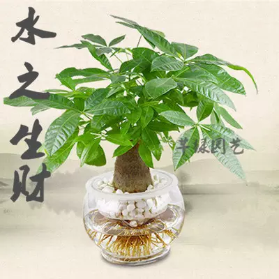 3、發財樹圖片及價格:請問一般的發財樹要什麼價位啊？