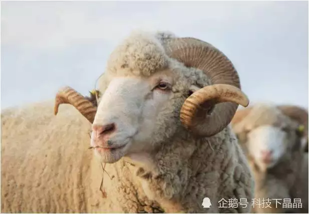 2、67年屬羊男54歲有桃花嗎:67年屬羊男今年12月還能和情人和好嗎？
