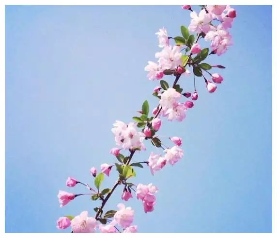 16年1月11日生的是什麼屬相：年1月3日陽曆出生是什麼命