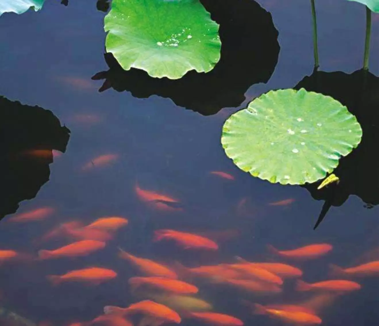 女人夢見紅鯉魚在水裡游：做夢夢到紅鯉魚是什麼意思？