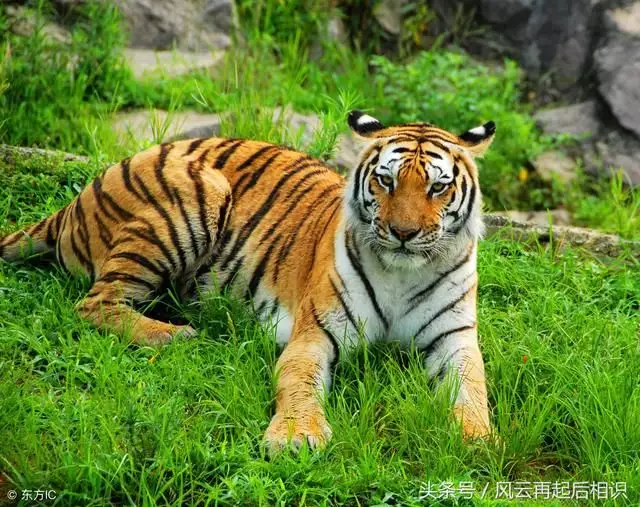 屬虎的男人和什麼屬相最配相剋：屬虎的和什麼屬相最配