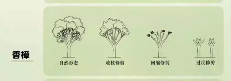 10、新浪婚姻樹測試:新版的婚姻樹測試，如何看根深不深？