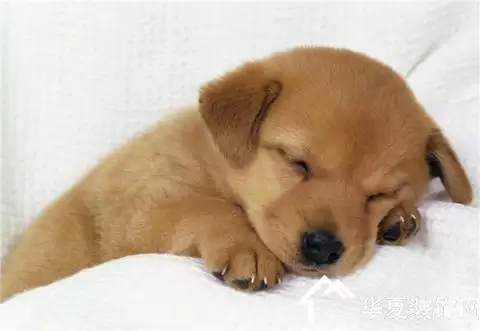 與養的寵物狗屬相相衝怎麼辦：養狗要看風水嗎？似乎我與狗相剋？
