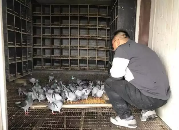 7、哪裡可以買到鴿子:鴿子哪裡買