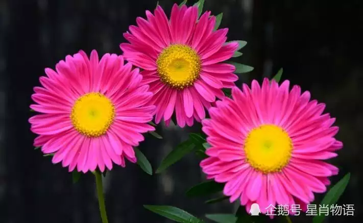 屬猴親戚去世什麼屬相不能去：屬雞男和什麼屬相最配