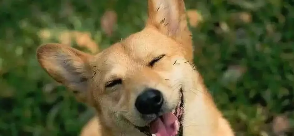 屬狗和哪個屬相互助好：年屬狗的和什麼屬相互助好