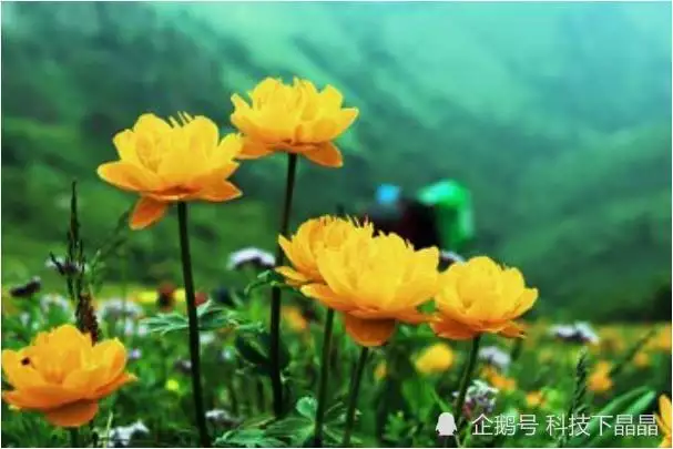 5、屬虎人今年的婚姻狀況如何:屬虎女性今年的婚姻狀況如何