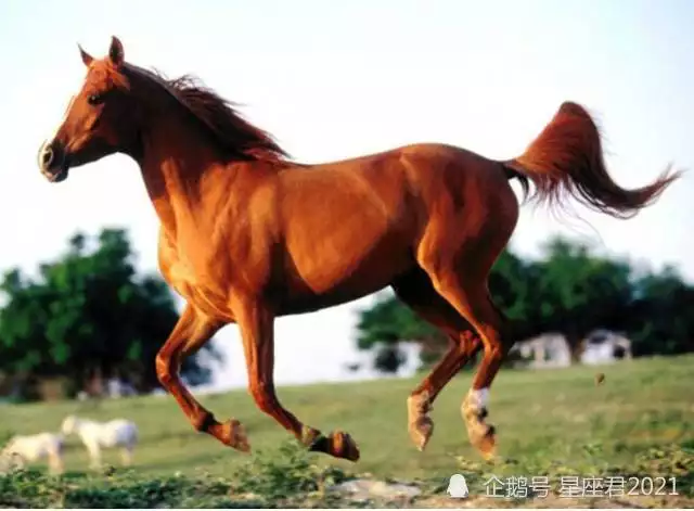 4、屬虎與屬馬婚配怎麼樣:屬虎的和屬馬的配嗎