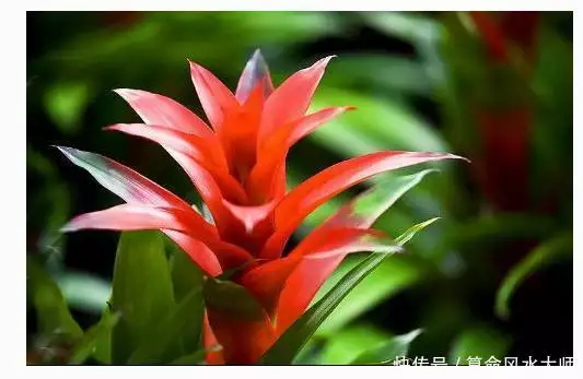 屬相兔冬天養什麼花好：屬兔的適合養什麼花