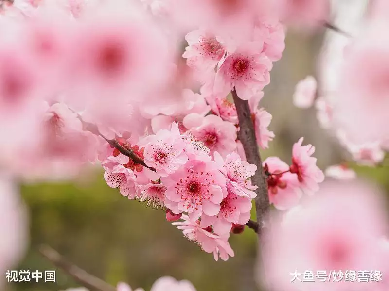 3、如何招桃花運旺姻緣:怎樣招姻緣