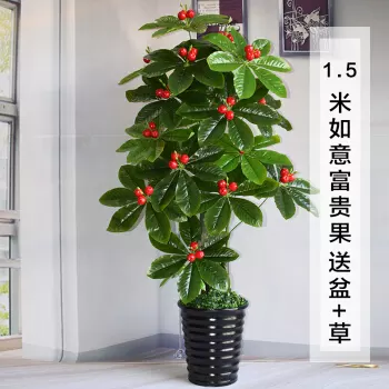 2、發財招財的植物都有哪些:代表財運的植物有哪些
