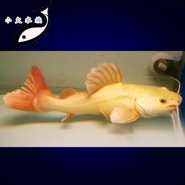 1、招財貓魚吃什麼食物:招財貓魚吃什麼？