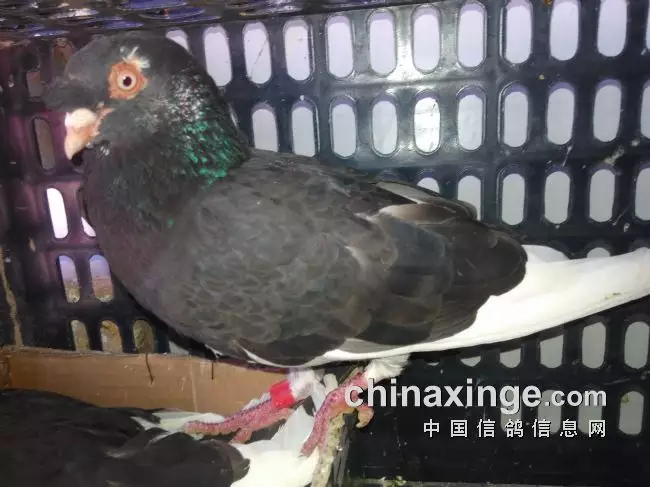 8、哪裡可以買到鴿子:我想買種鴿。哪裡有啊？