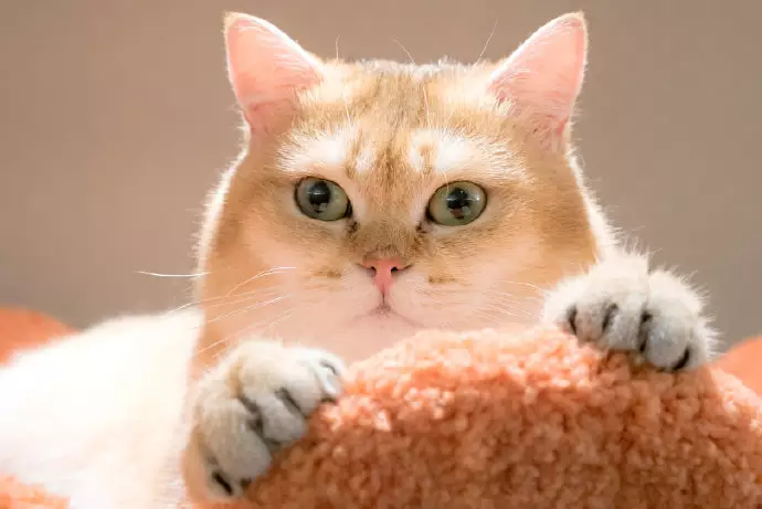 1、先入為主比喻一個動物:先入為主的謎底是什麼？先入為主的動物是什麼