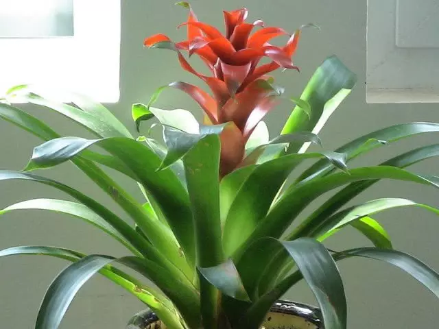 1、家裡養什麼花旺財又對身體好:家裡種什麼植物風水好 十二生肖家裡養什麼植