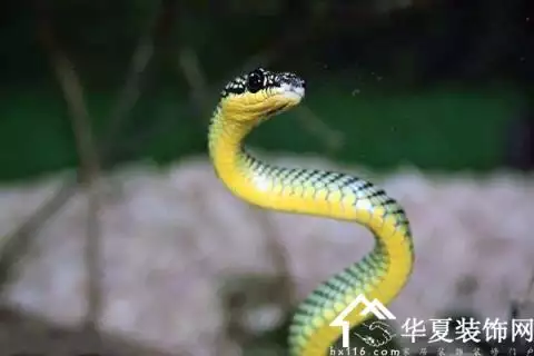 屬蛇的與什麼屬相相剋：蛇與什麼屬相相剋
