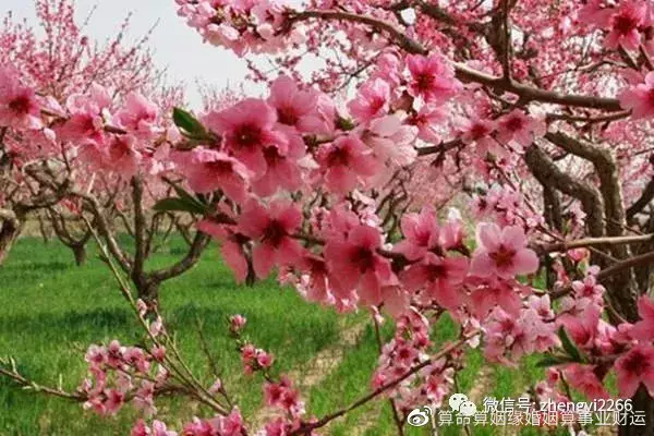 男羊女鼠婚配家破人亡：屬羊與屬虎做婆媳關係相配嗎？ 我屬鼠