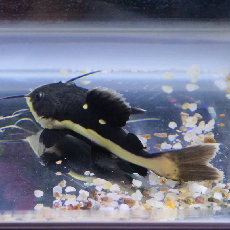 3、招財貓魚圖片:如何養黃金招財貓魚