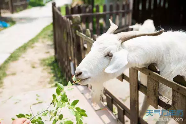 1、十月出生屬羊男的婚配表:屬羊10月生和什麼屬相最配對