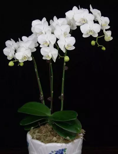 3、花卉圖片大全及花名:家庭花卉圖片及名稱種(一)