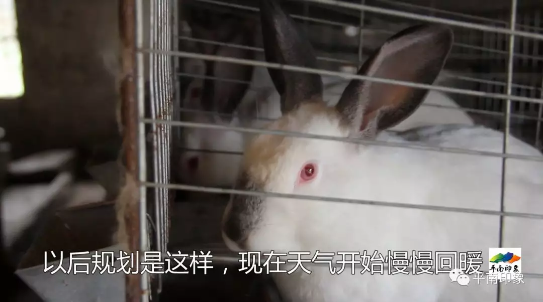 2、九三年女雞與八七年男兔能婚配的:女方是九三年的屬雞，能和八七年屬兔的男娶親嗎？