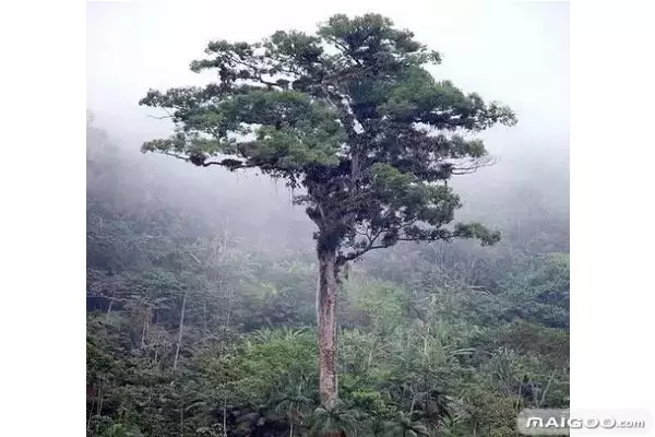 3、十大凶樹十大吉樹:學庭院內種那種樹好