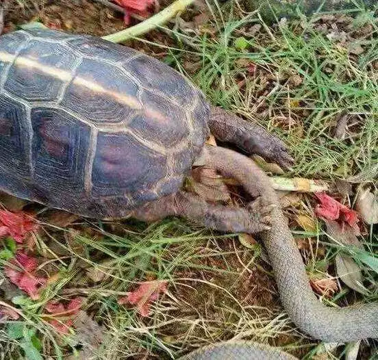 怎麼樣搶救要死的烏龜：小烏龜死了怎樣救活