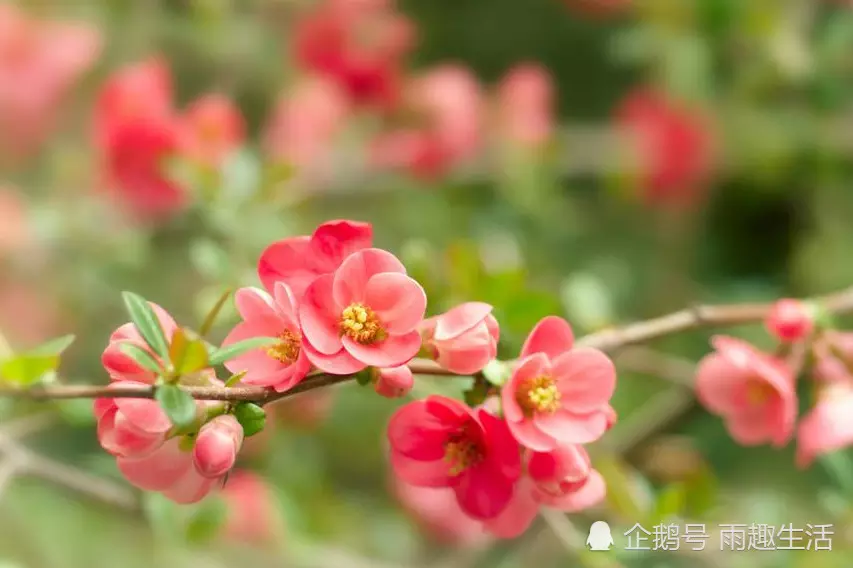屬相的幸運幸運花是什麼：十二生肖的幸運花是什麼