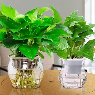 2、好養的植物家裡適合養:家裡採光不太好，可以養植物嗎？哪些植物合適？