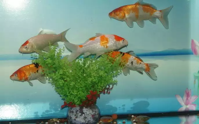 4、養金魚幾條**旺財:從風水上說養金魚幾條合適