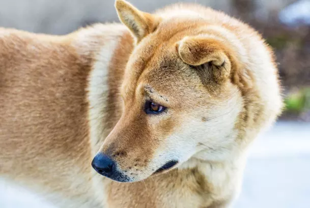 6、雞猴不到頭是真的嗎:都說“雞猴不到頭”是真的么？？