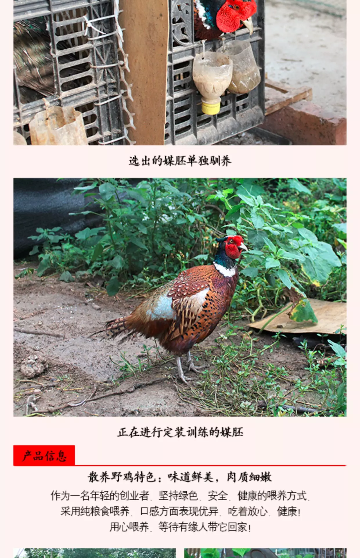 3、土虎和木雞婚配合適嗎:屬虎和屬雞婚配好嗎
