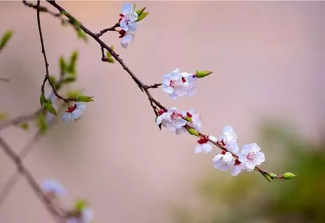 屬相是從立春還是春節：屬相切換到底是立春還是春節？