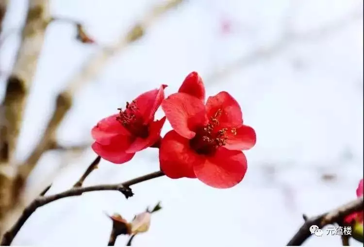 月17屬相衝：年十二生肖每月詳解