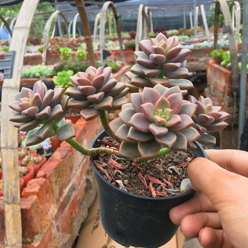 3、肉肉植物有多少品種圖片:植物有多少種品種