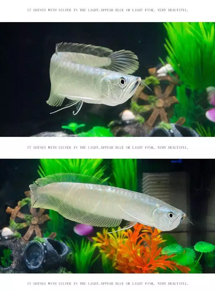 3、招財魚吃什麼魚食最好:養招財魚需要喂什麼魚食