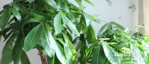 1、發財樹恭弘=叶 恭弘子為什麼會發黃:發財樹恭弘=叶 恭弘子發黃了怎麼辦？