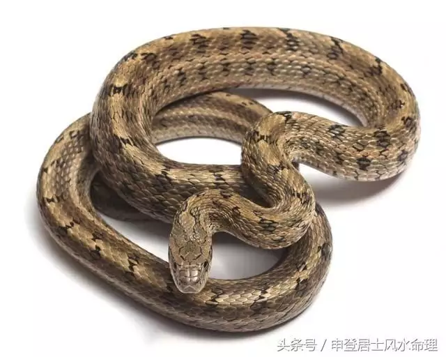 5、屬蛇與屬猴婚配好欠好:68年屬猴與77屬蛇能婚配?