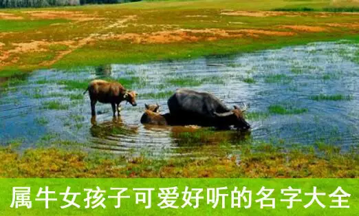 屬牛女孩名字洋氣的姓張：年5月初4早上十點生屬牛女孩起什麼名字姓張