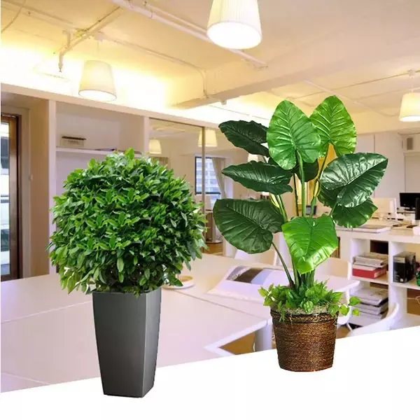 3、客廳適合養什麼綠植:客廳適合養什麼植物
