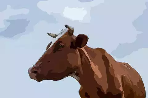 屬牛的人出生年月日時間命運：屬牛人出生年月的命運