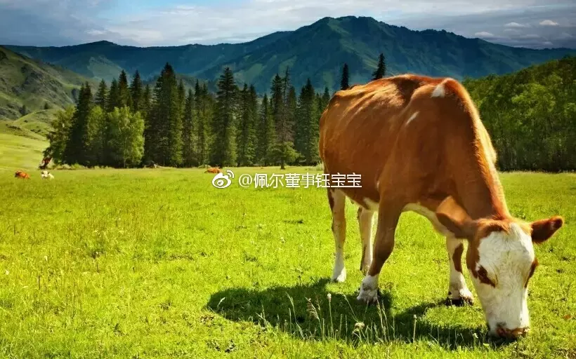 2、我是屬牛的（）我老婆是屬龍的，我們要個屬啥的寶貝好？有說明年屬羊好，有說不好，請懂的解答！